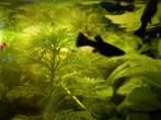 Black Mollies, Vis
