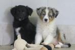 Golden Retriever x Australian Shepherd pups, Dieren en Toebehoren, Nederland, CDV (hondenziekte), 8 tot 15 weken, Meerdere