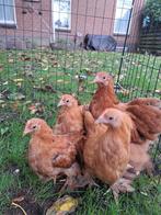 Cochin kriel, Dieren en Toebehoren, Pluimvee, Vrouwelijk, Kip