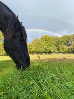 Plekje vrij in weide met schuilstal Glimmen, Dieren en Toebehoren