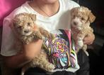 Toy poedel pups beschikbaar toypoedels poodle toypoedel, Dieren en Toebehoren, Poedel, 8 tot 15 weken, Meerdere, Meerdere dieren