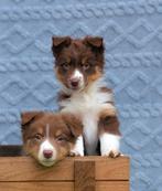 Enthousiaste 75% Australian Shepherd x 25% border collie 🐾, Parvo, 8 tot 15 weken, Collie, Meerdere