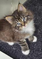 Maine coon kitten (kater), Dieren en Toebehoren, Kater, Ontwormd, 0 tot 2 jaar