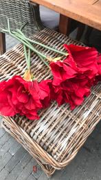 Vijf maal amaryllis, Ophalen, Zo goed als nieuw