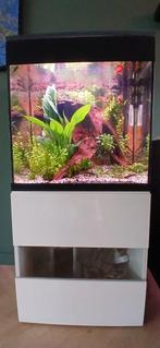 Aquarium incl meubel, Dieren en Toebehoren, Vissen | Aquaria en Toebehoren, Ophalen, Gebruikt, Leeg aquarium