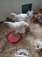 Brahma isabel, Dieren en Toebehoren, Pluimvee