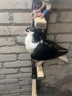 Mooie gezonde duiven, Dieren en Toebehoren