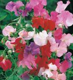 Lathyrus, siererwt, opgekweekte plant van zelfgewonnen zaden, Ophalen, Volle zon, Eenjarig, Klimplanten