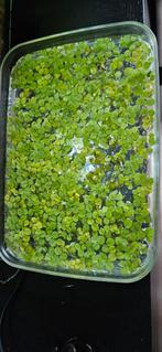 Drijfplanten aquarium Salvinia Minima, Ophalen of Verzenden, Nieuw, Plant(en), Steen of Hout
