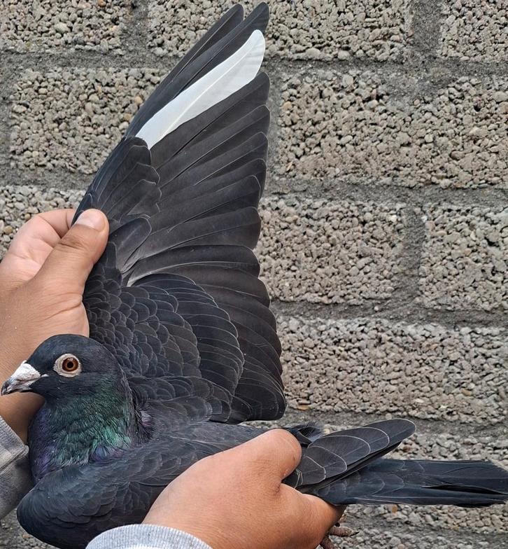 Postduiven Leus kweek koppel., Dieren en Toebehoren, Vogels | Duiven
