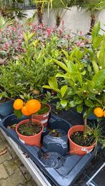 Citrus boompjes nu €20, Tuin en Terras, Planten | Tuinplanten, Ophalen, Overige soorten, Volle zon