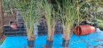 Pennisetum alop.Hameln P9 pot Lampenpoetsersgras., Tuin en Terras, Planten | Tuinplanten, Ophalen of Verzenden, Zomer, Overige soorten
