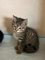 Tk:kittens, Meerdere dieren, 0 tot 2 jaar
