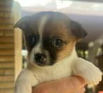 Drie prachtige puppy's, Dieren en Toebehoren, Reu, 8 tot 15 weken, Meerdere, Nederland