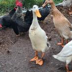 Indische loopeend, Dieren en Toebehoren, Pluimvee, Mannelijk, Eend