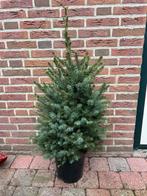 Omorika kerstboom versiering., Ophalen, Volle zon, Overige soorten, Minder dan 100 cm