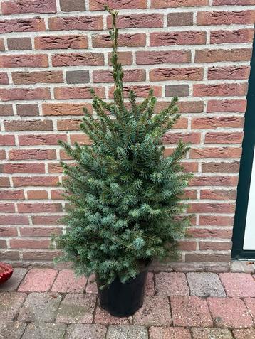 Omorika kerstboom versiering. beschikbaar voor biedingen