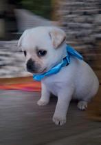 kleine keeshond / Pomeriaan pup, Dieren en Toebehoren, Reu, CDV (hondenziekte), 8 tot 15 weken, Eén hond