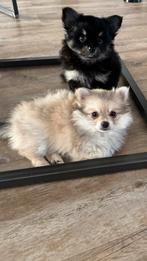Prachtige Pomchi pups teefje & reutje te koop, Overige rassen, CDV (hondenziekte), 8 tot 15 weken, Meerdere
