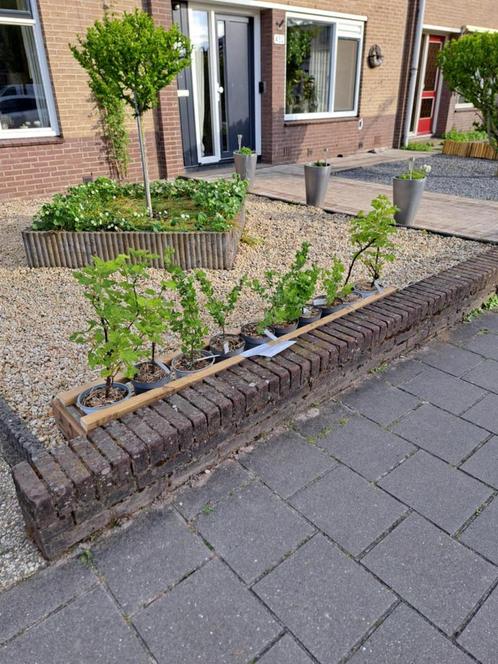 Twee soorten Kruisbessen en rode en witte Aalbessen, Tuin en Terras, Planten | Fruitbomen, Overige soorten, Minder dan 100 cm