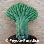 San Pedro Cactussen - DE ECHTE ! - Vormen en variëteiten, Verzenden, Cactus, Volle zon, Minder dan 100 cm