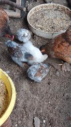 Kuikentjes 8wk oud, Geslacht onbekend, Kip