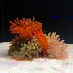 Anemonen Zeeaquarium: Groen, Wit, Rood, Overige typen, Zoutwatervis