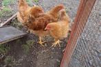 New Hampshire haan., Dieren en Toebehoren, Pluimvee, Mannelijk, Kip