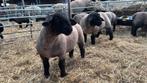 Suffolk stamboek lammeren, rammen en ooien, Dieren en Toebehoren, Schapen, Geiten en Varkens, Meerdere dieren, Schaap