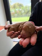 Lieve mini Labradoodle pups, Rabiës (hondsdolheid), 8 tot 15 weken, Meerdere, Meerdere dieren