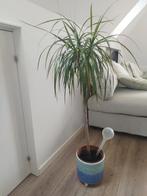 Dracaena marginata 110cm met pot, Huis en Inrichting, Kamerplanten, Ophalen, Halfschaduw