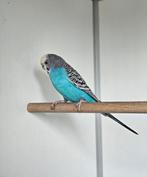 Rog zoekt een huisje! grasparkiet, Vrouwelijk, Parkiet, Geringd