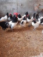Broedeieren, Dieren en Toebehoren, Pluimvee, Geslacht onbekend, Kip