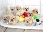 Prachtige labrador pups, Nederland, Labrador retriever, Meerdere, Meerdere dieren