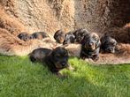 Standaard ruwhaar teckel pups FCI-stamboom, Dieren en Toebehoren, Honden | Teckels en Dashonden, Standaard, CDV (hondenziekte)