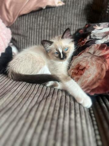 Heilige Birmaan x Ragdoll MAG NU VERHUIZEN beschikbaar voor biedingen