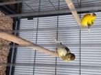 Jonge kanaries spaanse raza en postuurkanaries, Dieren en Toebehoren, Vogels | Kanaries, Meerdere dieren, Kleurkanarie