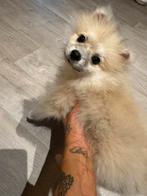 Mini Pomeran te koop, Dieren en Toebehoren, Rabiës (hondsdolheid), 15 weken tot 1 jaar, Eén hond, Nederland