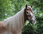 Haflinger pony te koop, Dieren en Toebehoren, Pony's, Ruin, Zadelmak, 11 jaar of ouder, Recreatiepony