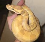 Python regius banana special man, Dieren en Toebehoren, Reptielen en Amfibieën, Slang, 0 tot 2 jaar