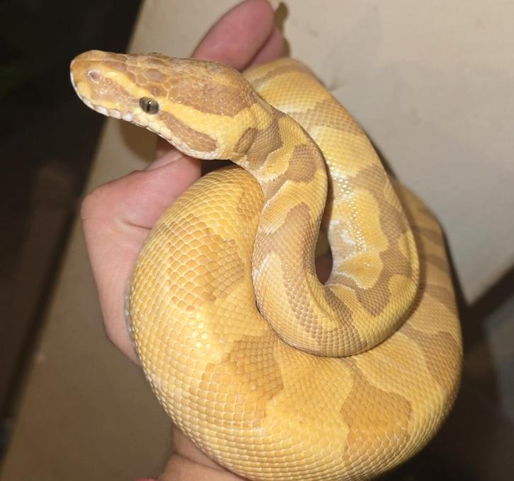 Python regius banana special man