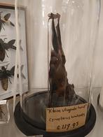 Vleermuis stolp, J, Ophalen of Verzenden, Zo goed als nieuw, H