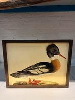 Mergus serrator mas foto Eend in houten lijst, Ophalen of Verzenden