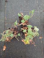 3x Geranium macrorrhizum - Ooievaarsbek, Ophalen, Bodembedekkers, Vaste plant, Halfschaduw