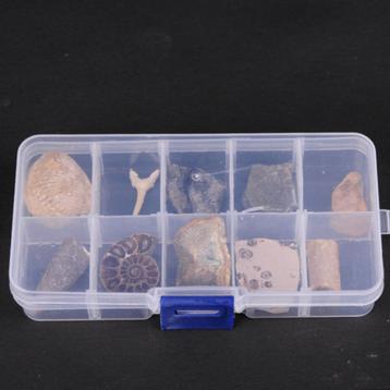 Fossielen Set / Fossiel Steen Mineraal Koraal Trilobiet beschikbaar voor biedingen
