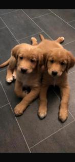 Goldentoller pups verwacht!!, Rabiës (hondsdolheid), 8 tot 15 weken, Geslacht onbekend, Meerdere