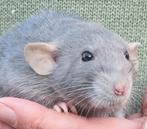 Jonge ratjes handtam laatste uit het nest, Dieren en Toebehoren, Knaagdieren, Rat, December, Meerdere dieren, Tam