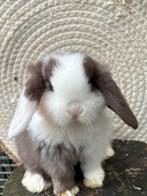 Raszuivere minilop ram, Mannelijk, Dwerg