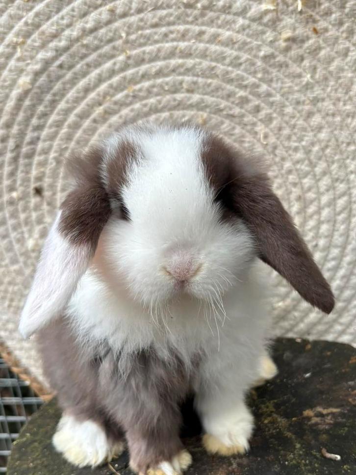 Raszuivere minilop ram, Dieren en Toebehoren, Konijnen, Dwerg, Mannelijk