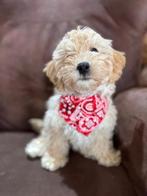 Maltipoo pup, 15 weken tot 1 jaar, Eén hond, Nederland, Particulier